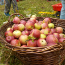 Apfelkorb