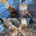 Biber-Projekt Pi mal Daumen