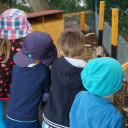 guinea pig moving in