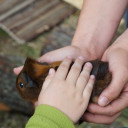 guinea pig moving in
