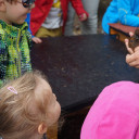 guinea pig moving in