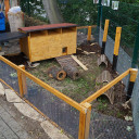 guinea pig moving in