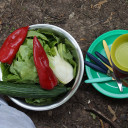 guinea pig moving in