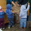 guinea pig moving in