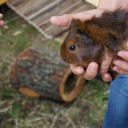 guinea pig moving in