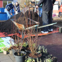 Pflanzaktion Ahornbaum