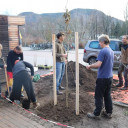 Pflanzaktion Ahornbaum