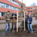 Pflanzaktion Ahornbaum