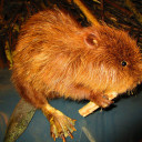 Biber-Projekt Pi mal Daumen