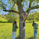 Streuobstwiesenprojekt