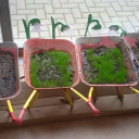 PJ im BiLLY_Pflanzen sind gesäht